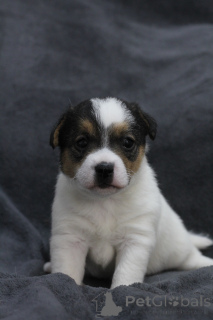 Foto №3. Jack-Russell-Terrier-Welpen. Weißrussland