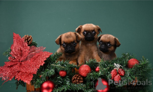 Foto №1. petit brabançon - zum Verkauf in der Stadt Moskau | 539€ | Ankündigung № 161856