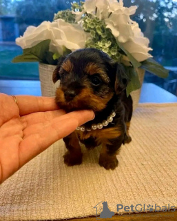 Foto №2 zu Ankündigung № 123119 zu verkaufen yorkshire terrier - einkaufen USA züchter