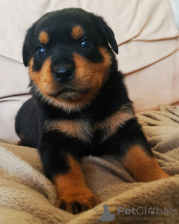 Foto №2 zu Ankündigung № 132191 zu verkaufen  - einkaufen Schweiz 