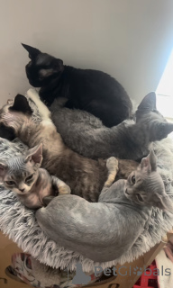 Foto №2 zu Ankündigung № 163022 zu verkaufen devon rex - einkaufen Großbritannien züchter