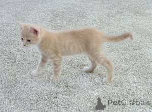 Foto №2 zu Ankündigung № 148697 zu verkaufen maine-coon-katze - einkaufen USA 