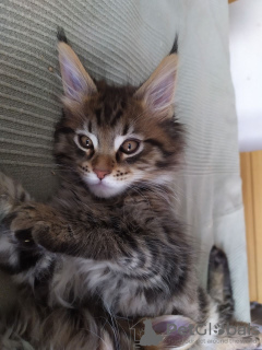 Foto №3. Jetzt leidenschaftliche Maine-Coon-Kätzchen. USA