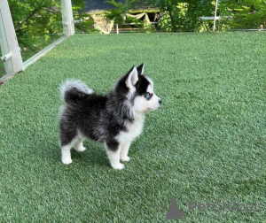 Foto №3. POMSKY WELPEN ZU VERKAUFEN. USA