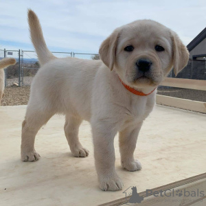 Foto №2 zu Ankündigung № 9079 zu verkaufen labrador retriever - einkaufen Russische Föderation 