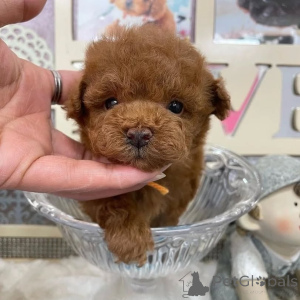 Foto №2 zu Ankündigung № 164033 zu verkaufen pudel (toy) - einkaufen Finnland quotient 	ankündigung, aus dem tierheim