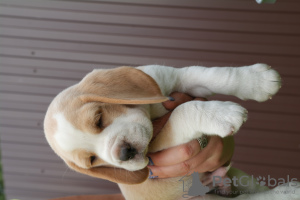 Foto №4. Ich werde verkaufen beagle in der Stadt Brjansk. vom kindergarten - preis - verhandelt