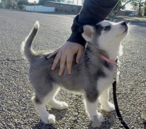 Foto №1. siberian husky - zum Verkauf in der Stadt Riga | verhandelt | Ankündigung № 111618