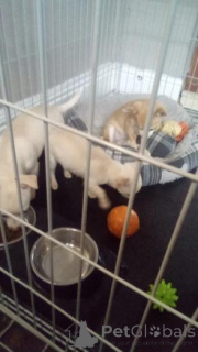 Foto №2 zu Ankündigung № 160018 zu verkaufen chihuahua - einkaufen Lettland quotient 	ankündigung