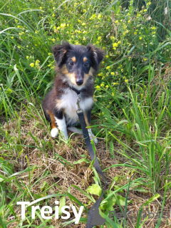 Foto №2 zu Ankündigung № 113896 zu verkaufen shetland sheepdog - einkaufen Estland vom kindergarten