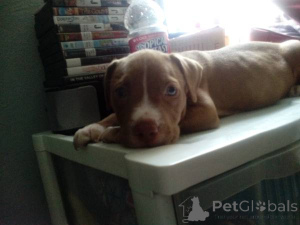 Foto №2 zu Ankündigung № 139932 zu verkaufen american pit bull terrier - einkaufen Deutschland quotient 	ankündigung