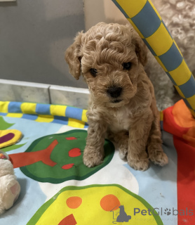 Foto №2 zu Ankündigung № 110122 zu verkaufen bichon frisé - einkaufen Polen züchter