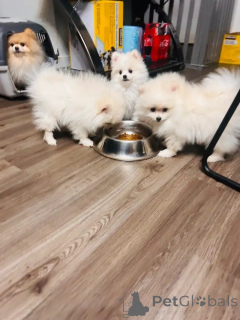Foto №3. Zwei Pomeranian-Welpen, Rüde und Hündin, bereit zur Ausreise. Frankreich