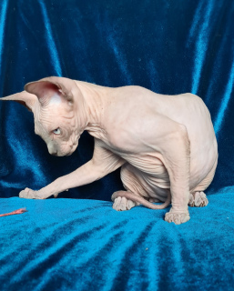 Foto №2 zu Ankündigung № 6710 zu verkaufen sphynx cat - einkaufen Ukraine vom kindergarten