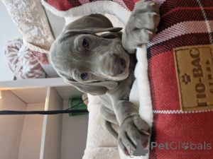 Foto №1. weimaraner - zum Verkauf in der Stadt Astana | 531€ | Ankündigung № 149585