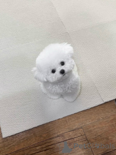 Foto №2 zu Ankündigung № 156664 zu verkaufen malteser - einkaufen Deutschland züchter