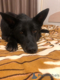 Foto №4. Ich werde verkaufen mischlingshund in der Stadt Moskwa. quotient 	ankündigung - preis - Frei