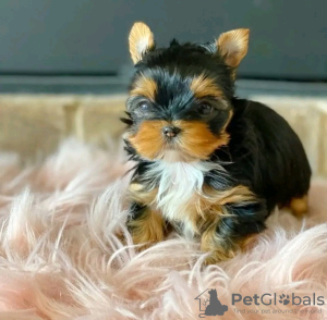 Foto №1. yorkshire terrier - zum Verkauf in der Stadt Helsinki | 400€ | Ankündigung № 114203