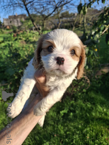 Foto №3. Perfekte reinrassige Cavalier King Charles Spaniel-Welpen.. Estland