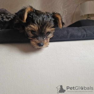 Foto №3. Yorkshire-Terrier-Welpe. Polen