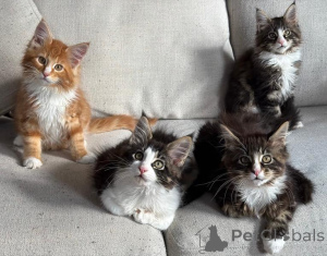 Foto №1. maine-coon-katze - zum Verkauf in der Stadt Palma | verhandelt | Ankündigung № 176435
