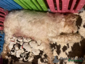 Foto №2 zu Ankündigung № 107217 zu verkaufen  - einkaufen USA 