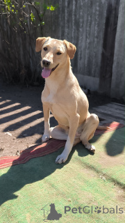 Foto №1. mischlingshund - zum Verkauf in der Stadt Moskwa | Frei | Ankündigung № 148956