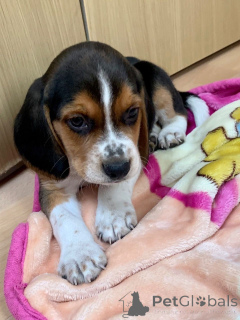 Foto №1. beagle - zum Verkauf in der Stadt Øsløs | 850€ | Ankündigung № 167473
