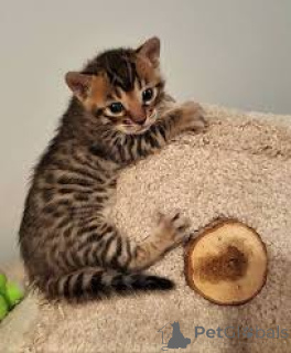 Foto №2 zu Ankündigung № 161613 zu verkaufen bengal katzenrasse - einkaufen Belgien quotient 	ankündigung, züchter