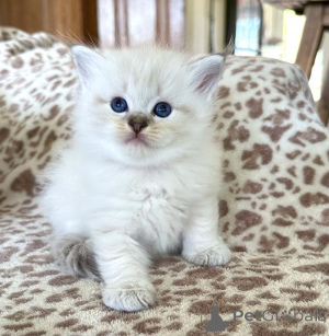 Foto №1. ragdoll-katze - zum Verkauf in der Stadt Datteln | 350€ | Ankündigung № 177978
