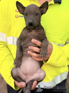 Foto №1. thai ridgeback - zum Verkauf in der Stadt Nordstadt | verhandelt | Ankündigung № 169880
