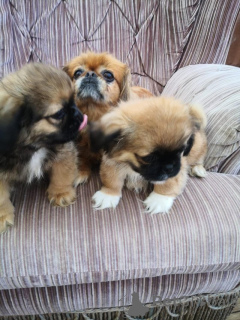 Foto №2 zu Ankündigung № 176495 zu verkaufen pekingese - einkaufen Die Philippinen 