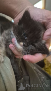 Foto №2 zu Ankündigung № 139329 zu verkaufen ragdoll-katze - einkaufen Österreich quotient 	ankündigung