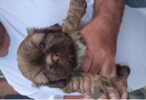 Foto №1. shih tzu - zum Verkauf in der Stadt Mailand | 350€ | Ankündigung № 110917