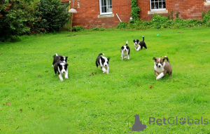 Foto №4. Ich werde verkaufen border collie in der Stadt Kintai. quotient 	ankündigung - preis - 1000€