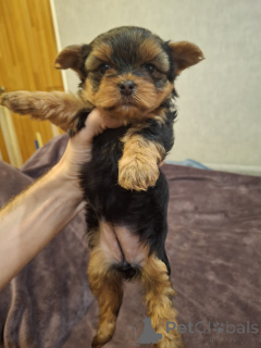 Foto №1. biewer terrier, yorkshire terrier - zum Verkauf in der Stadt Tallinn | 650€ | Ankündigung № 158149