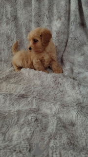 Foto №2 zu Ankündigung № 160296 zu verkaufen maltipu - einkaufen Finnland quotient 	ankündigung