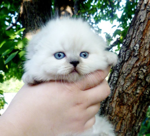 Foto №3. Farbpunkte Hochlandfalte. Russische Föderation