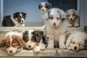 Foto №1. australian shepherd - zum Verkauf in der Stadt Copenhague | 500€ | Ankündigung № 125656