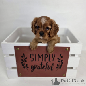 Foto №3. Lernen Sie Oliver kennen, unseren charmanten kleinen Herrn mit einem Herzen. Schweiz