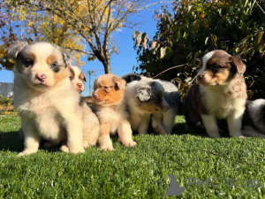 Foto №1. australian shepherd - zum Verkauf in der Stadt Berlin | verhandelt | Ankündigung № 160828