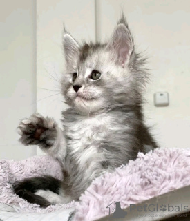 Foto №3. Schönes Maine Coon Kätzchen. Saudi-Arabien