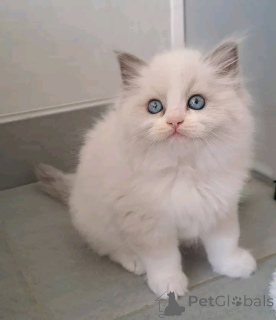 Foto №2 zu Ankündigung № 176606 zu verkaufen ragdoll-katze - einkaufen Finnland 