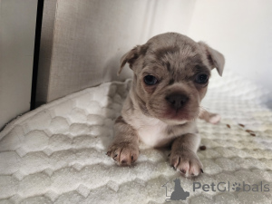 Foto №3. Chihuahua. Israel