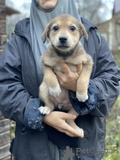 Foto №4. Ich werde verkaufen  in der Stadt Moskwa. quotient 	ankündigung - preis - 0€