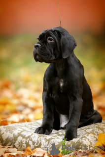 Foto №1. cane corso italiano - zum Verkauf in der Stadt Bobruisk | 577€ | Ankündigung № 26256