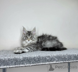 Foto №2 zu Ankündigung № 163713 zu verkaufen maine-coon-katze - einkaufen Deutschland züchter