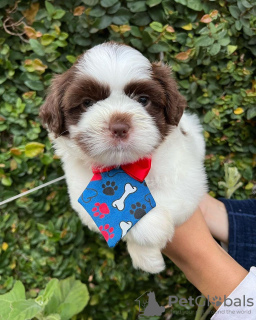 Foto №2 zu Ankündigung № 44109 zu verkaufen shih tzu - einkaufen Deutschland züchter