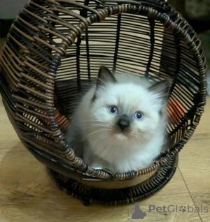 Foto №1. ragdoll-katze - zum Verkauf in der Stadt Desuu-Roxlau | 350€ | Ankündigung № 178058