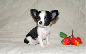 Foto №3. Verkaufte Chihuahua-Babys im Alter von 2 Monaten.. Russische Föderation